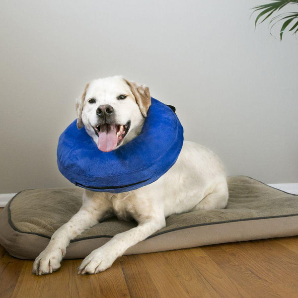 KONG E-Collar Cloud for Pets