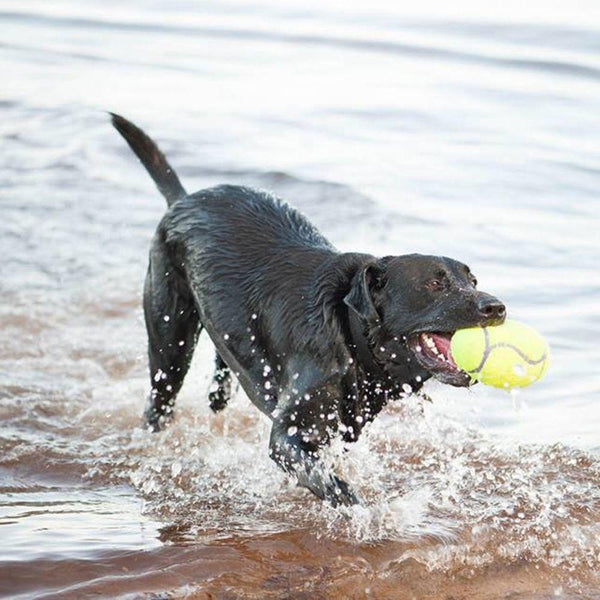 KONG AirDog Football Dog Toy
