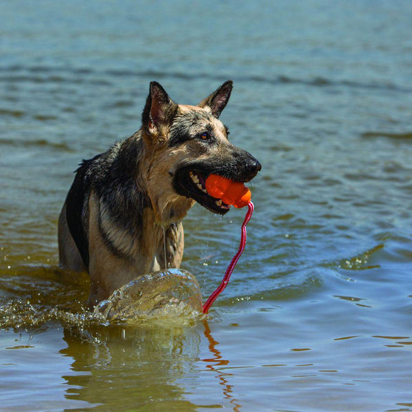 KONG Aqua Jouet pour Chien