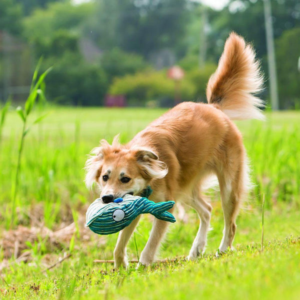 KONG CuteSeas Whale Dog Toy