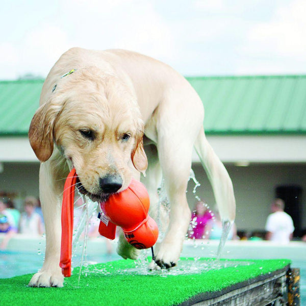 KONG Wet Wubba Dog Toy, Color Varies