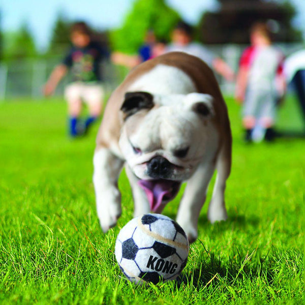 KONG Sport Balls Dog Toy, Assorted