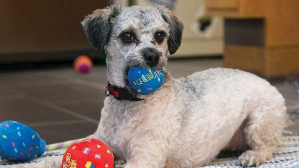 KONG Occasions Birthday Balls Dog Toy