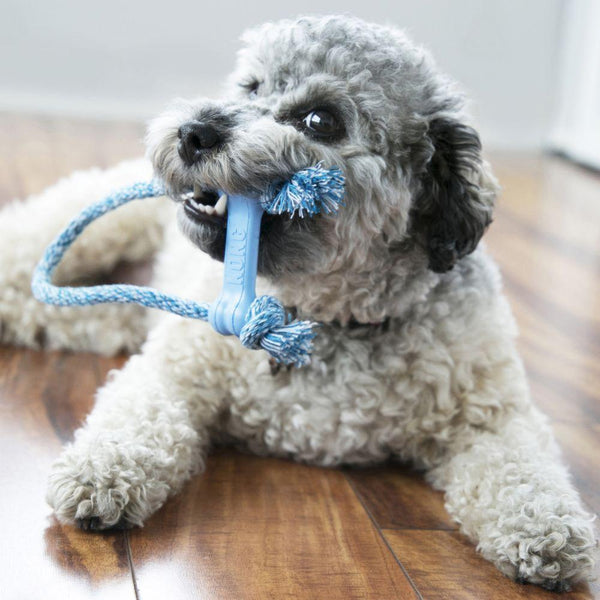 KONG Puppy Goodie Bone with Rope Dog Toy, Color Varies, X-Small
