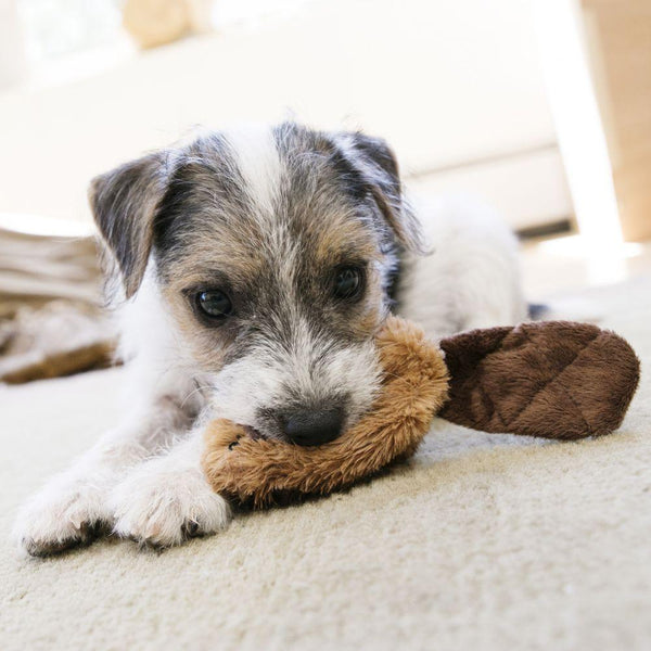 KONG Dr. Noy's Beaver Dog Toy
