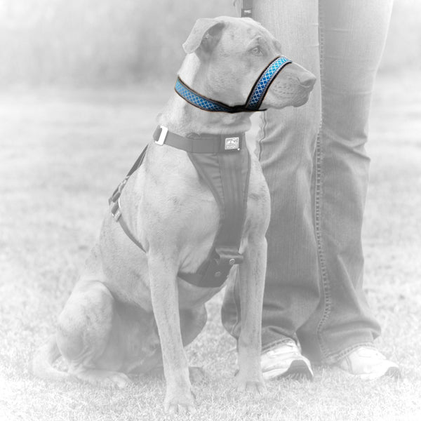 Kurgo Snout About Dog Strap, Blue