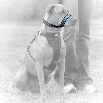 Kurgo Snout About Dog Strap, Blue
