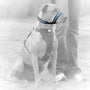 Kurgo Museau About Dog Strap, Bleu