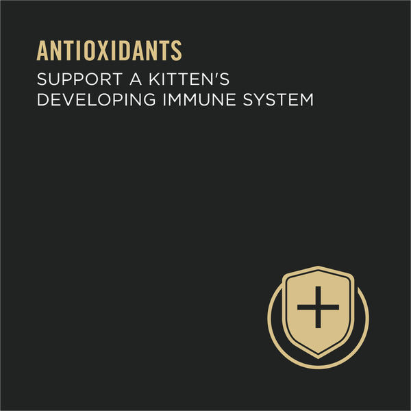 Purina Pro Plan Salmon & Ocean Fish Entree Kitten Wet Cat Food Can