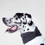 Canada Pooch Sierra Écharpe pour chien, anthracite