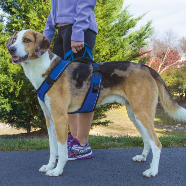 PetSafe EasySport Harnais pour chien, bleu