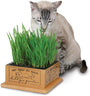 Pioneer Pet SmartCat Jardin de Kitty