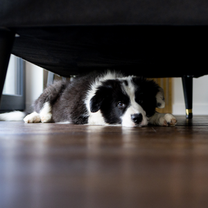 Fireworks & Pet Anxiety Guide