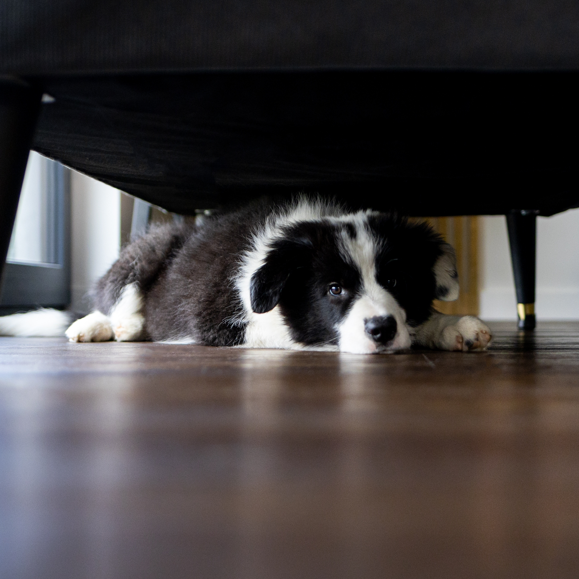 Fireworks & Pet Anxiety Guide