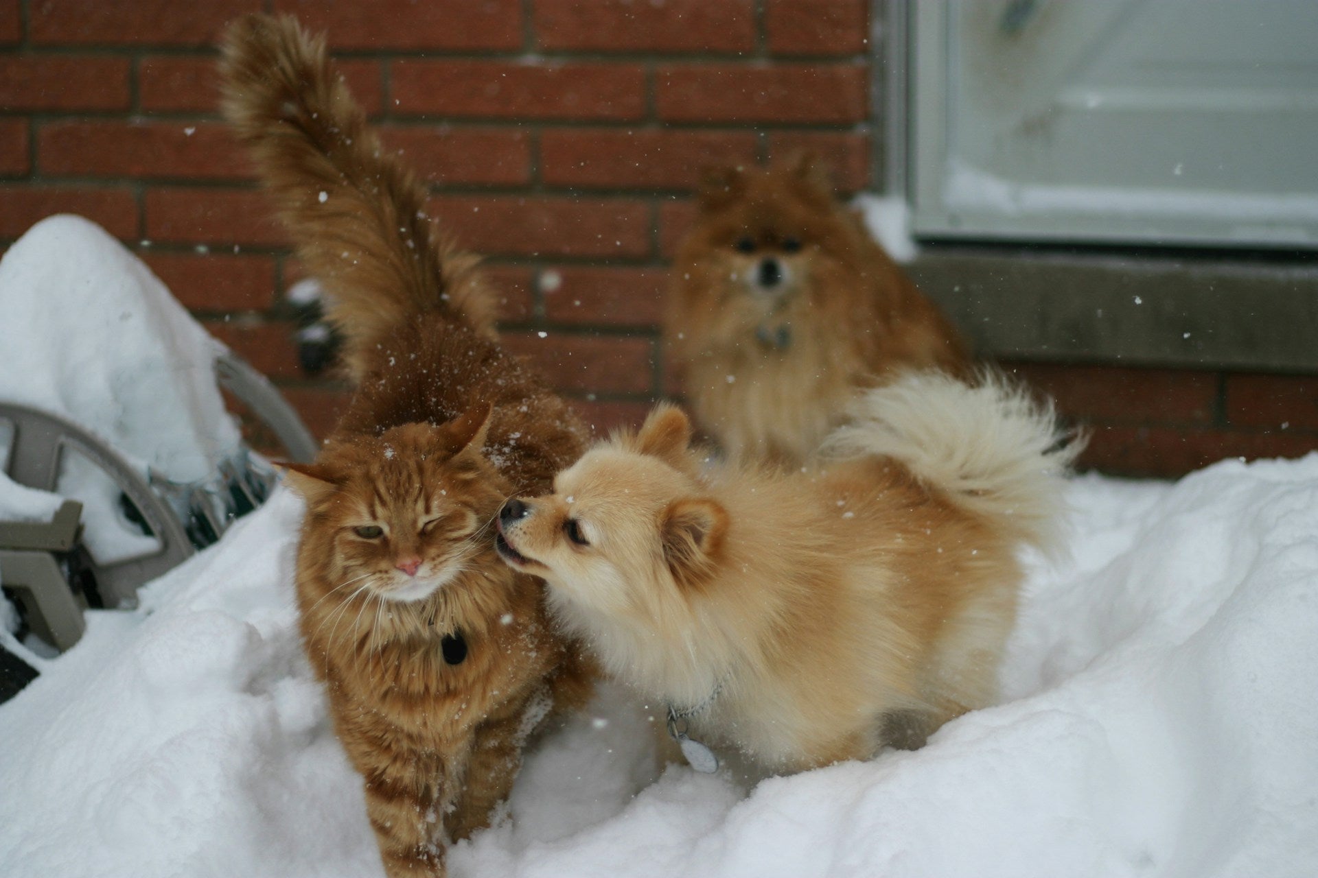 How to Prepare Your Pet for Winter: Cold Weather Essentials, Gear, and Safety Tips