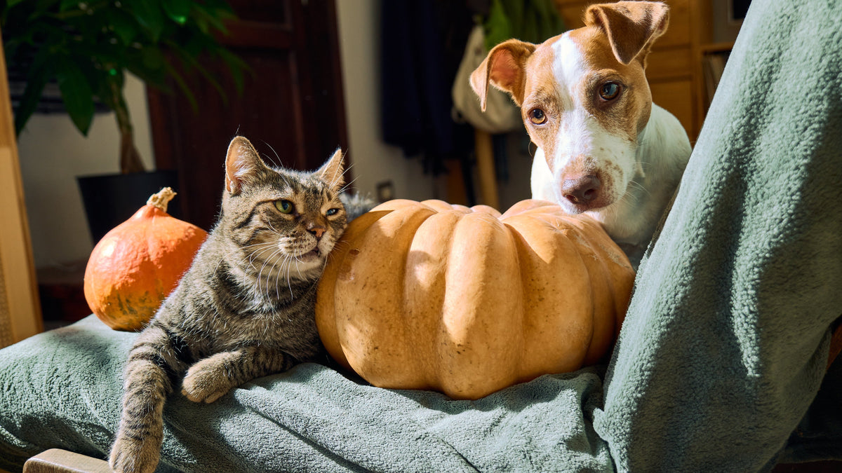 Thanksgiving Bowl for Cats & Dogs