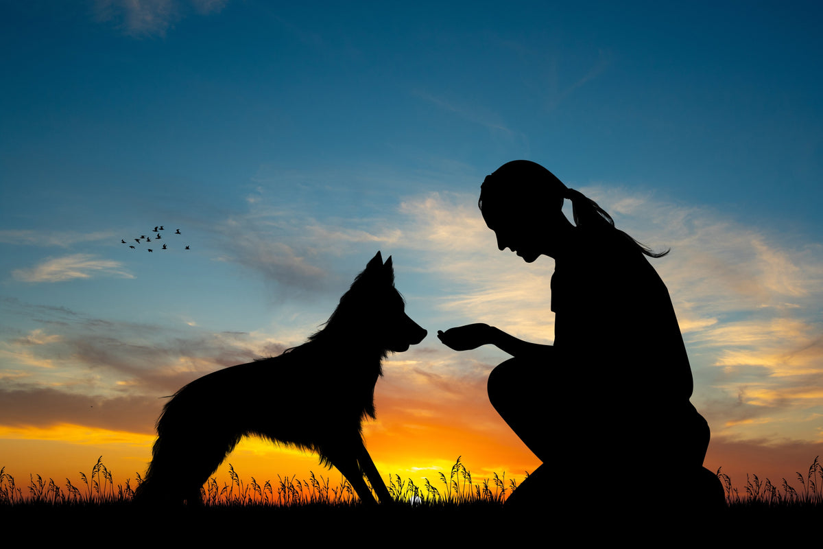 Pet Brands That Give Back