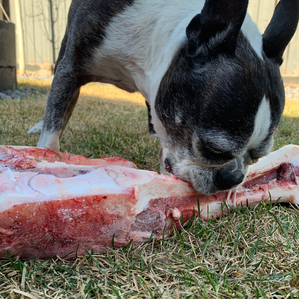 K9 Choice Foods Os de dinosaure au bœuf