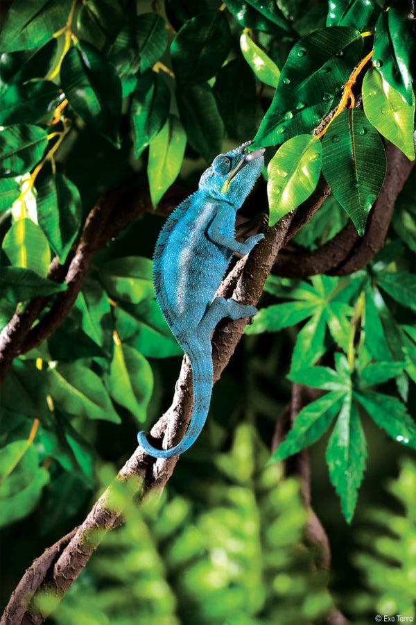 Exo Terra Jungle Vine for Reptiles & Amphibians