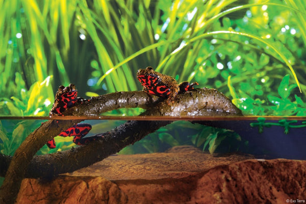 Exo Terra Jungle Vine for Reptiles & Amphibians