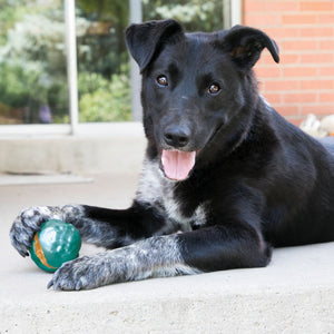 KONG ChiChewy Ball Dog Toy, Assorted