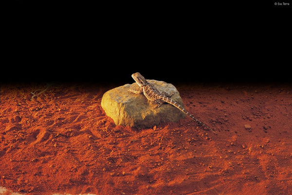 Exo Terra Heat Wave Rock for Terrariums