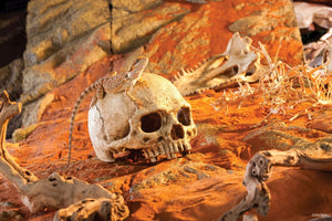 Exo Terra Primate Skull Terrarium Décor