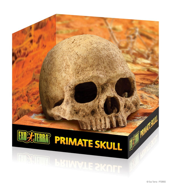 Exo Terra Primate Skull Terrarium Décor