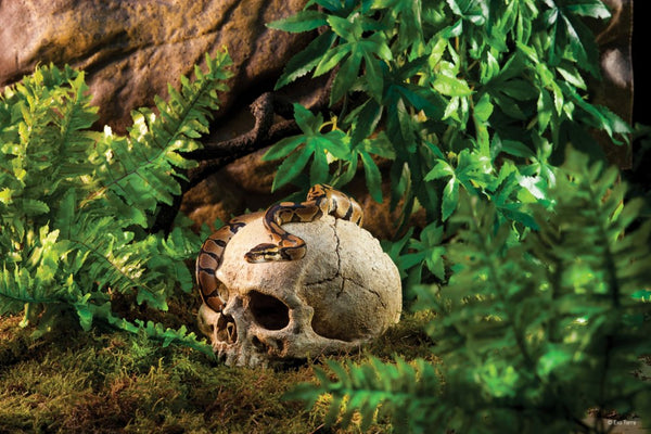 Exo Terra Primate Skull Terrarium Décor