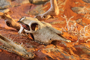 Exo Terra Terrarium Décor, Buffalo Skull