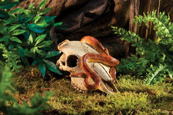 Exo Terra Terrarium Décor, Buffalo Skull