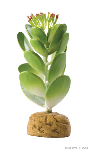 Exo Terra Jade Cactus Desert Terrarium Plant