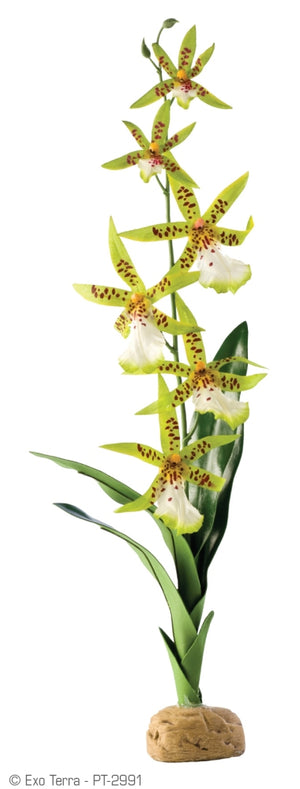 Exo Terra Spider Orchid Terrarium Plant