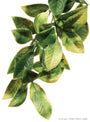 Exo Terra Mandarin Plastic Plant