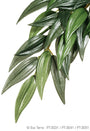 Exo Terra Hanging Rainforest Plant, Rucus