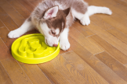BeOneBreed Gamelle anti-glouton, chien, jaune