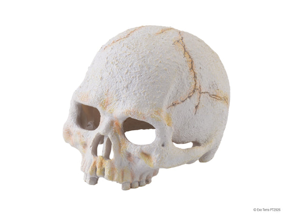 Exo Terra Primate Skull Terrarium Decoration