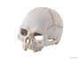 Exo Terra Primate Skull Terrarium Decoration
