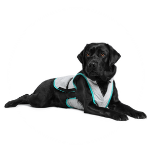 Suitical Gilet rafraîchissant sec pour chiens