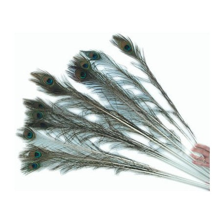 Imperial Cat Peacock Feather Cat Toy