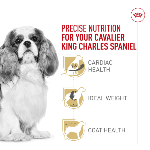 Royal Canin Breed Health Nutrition Cavalier King Charles Adult Dry Dog Food