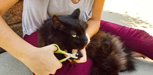 Safari Deluxe Nail Trimmer for Cats
