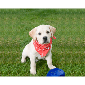 Pet-Tek Bandana Dog Accessory