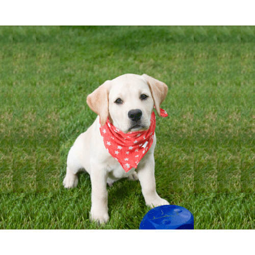 Pet-Tek Bandana Dog Accessory