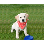 Pet-Tek Bandana Dog Accessory