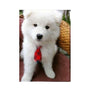 Pet-Tek Neck Ties, Assorted Patterns