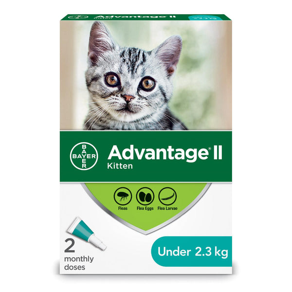 Advantage II Chaton