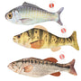 Ethical Pet Spot Jouet Gone Fishin' avec herbe à chat, couleur variable, 6.5-in