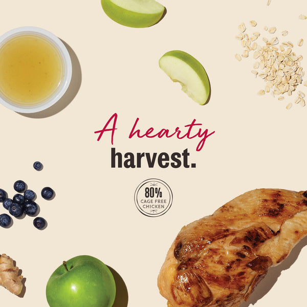 The Honest Kitchen Harvest Mini Bars Chicken Jerky Dog Treats
