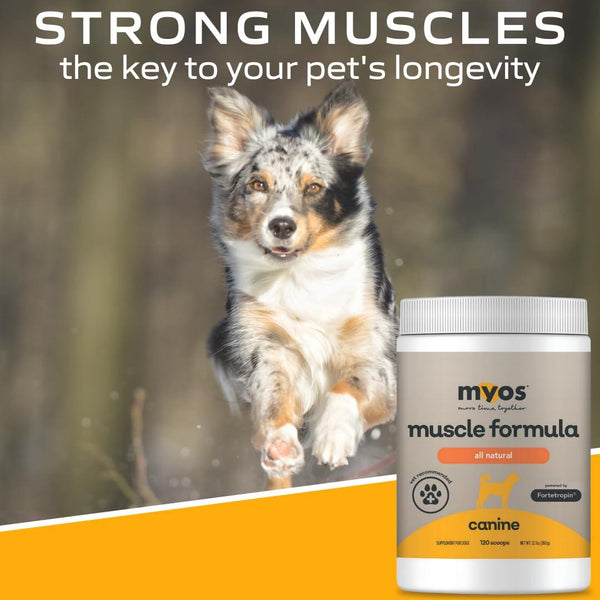 MYOS Formule musculaire canine Supplément pour chiens